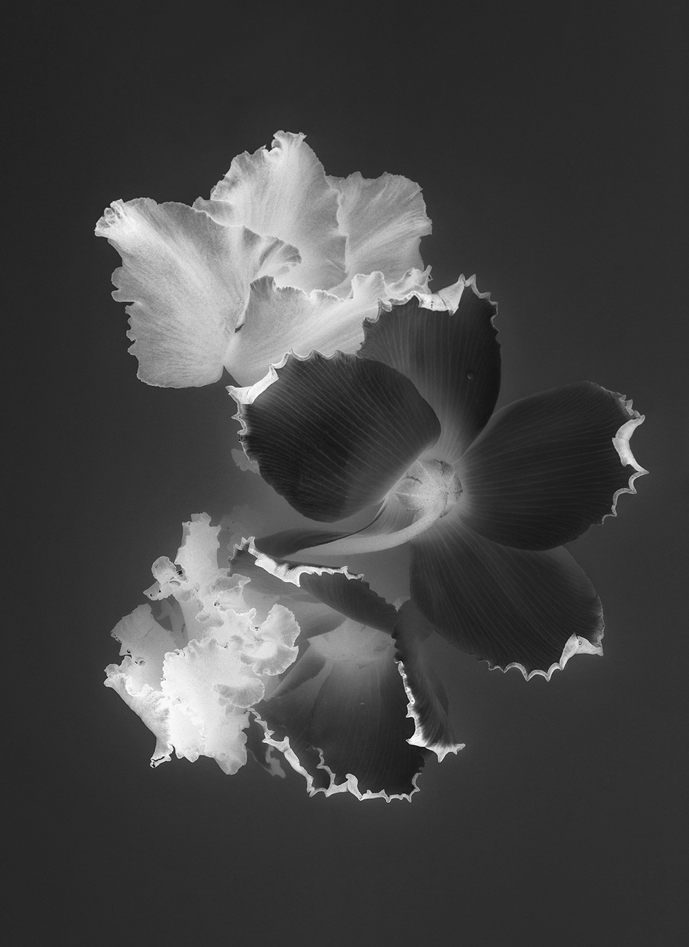 Danielle Kwaaitaal, Florilegium BW P03, 2018/2021, 70x51cm Edition 1+1 AP (1)