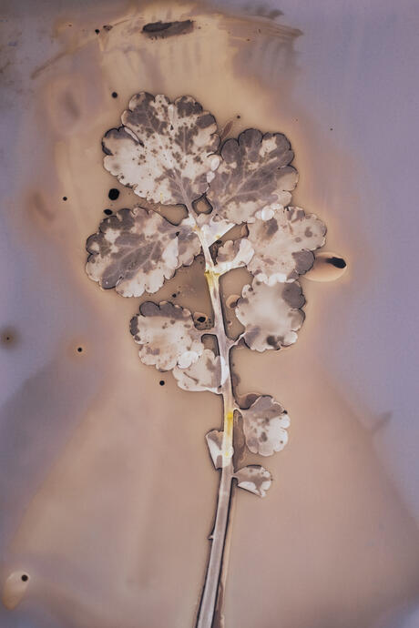 Chelidonium Majus Anaïs Tondeur