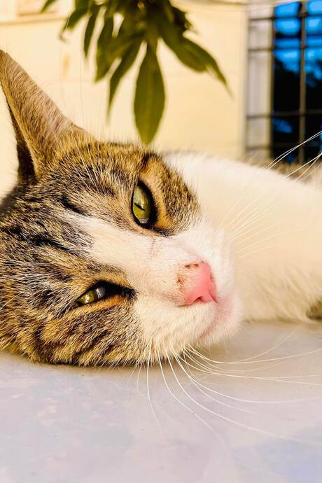 Un chat allongé fixe l'objectif