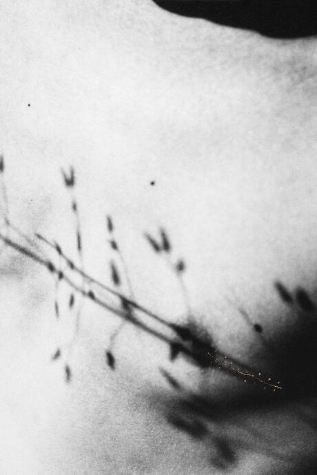 Résurgence, de la série Family Affair, ©Aimée Hoving