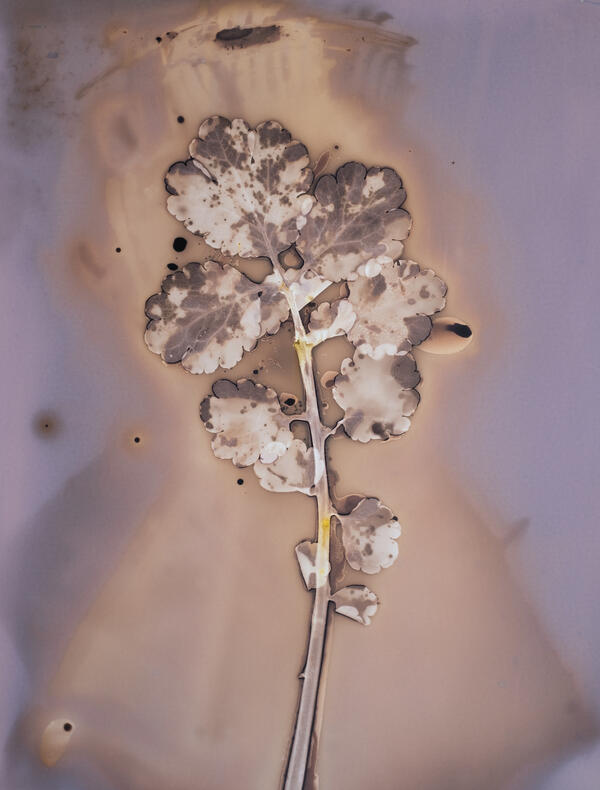 Chelidonium Majus Anaïs Tondeur
