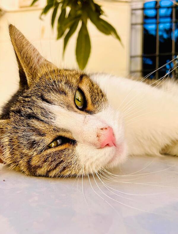 Un chat allongé fixe l'objectif