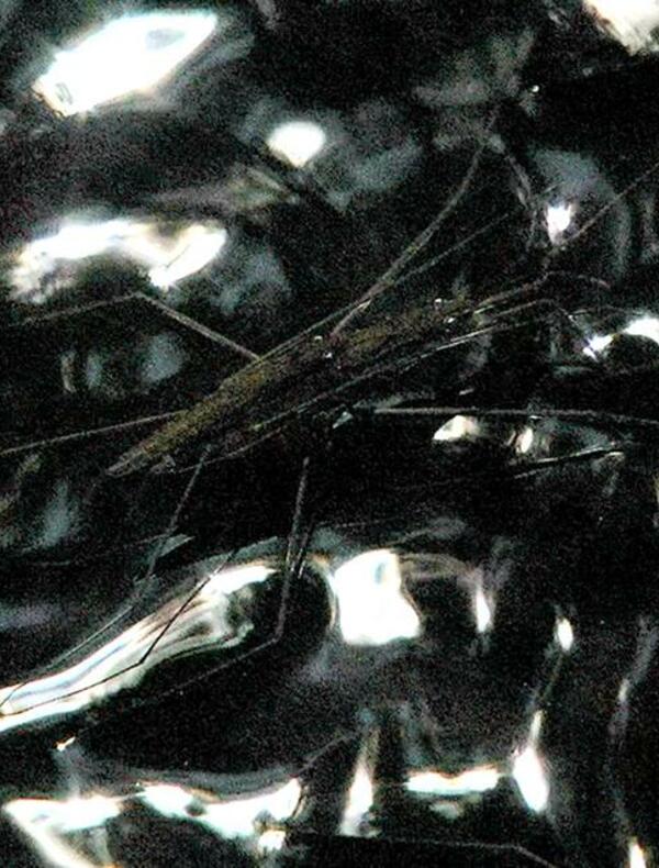 Anne-Charlotte Finel, "Gerridae", 2020, vidÃ©o HD, musique de Voiski, 4'11''.Â© Anne-Charlotte Finel. Courtesy de l'artiste et de la galerie Jousse Entreprise, Paris.