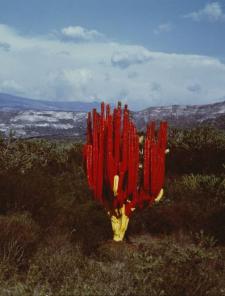 Lourdes Grobet (born Mexico City, Mexico, 1940). Untitled, from the series Painted Landscapes, circa 1982. Silver dye bleach photograph, 711/16 à 73/4 in. (19.5 à 19.7 cm). Brooklyn Museum; Gift of Marcuse Pfeifer, 1990.119.12. © Maria de Lourdes Grobet. (Photo: Brooklyn Museum) Lourdes Grobet (born Mexico City, Mexico, 1940). Untitled, from the series Painted Landscapes, circa 1982. Silver dye bleach photograph, 711/16 à 73/4 in. (19.5 à 19.7 cm). Brooklyn Museum; Gift of Marcuse Pfeifer, 1990.119.12. © Maria de Lourdes Grobet. (Photo: Brooklyn Museum)