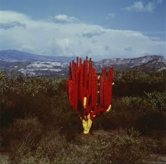 Lourdes Grobet (born Mexico City, Mexico, 1940). Untitled, from the series Painted Landscapes, circa 1982. Silver dye bleach photograph, 711/16 à 73/4 in. (19.5 à 19.7 cm). Brooklyn Museum; Gift of Marcuse Pfeifer, 1990.119.12. © Maria de Lourdes Grobet. (Photo: Brooklyn Museum) Lourdes Grobet (born Mexico City, Mexico, 1940). Untitled, from the series Painted Landscapes, circa 1982. Silver dye bleach photograph, 711/16 à 73/4 in. (19.5 à 19.7 cm). Brooklyn Museum; Gift of Marcuse Pfeifer, 1990.119.12. © Maria de Lourdes Grobet. (Photo: Brooklyn Museum)