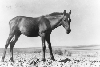 Le cheval Tout-Seul, ramené par Toni Grand d'Algérie en 1960