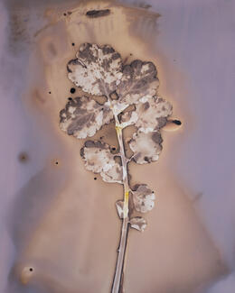 Chelidonium Majus Anaïs Tondeur