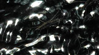 Anne-Charlotte Finel, "Gerridae", 2020, vidéo HD, musique de Voiski, 4'11''.© Anne-Charlotte Finel. Courtesy de l'artiste et de la galerie Jousse Entreprise, Paris. Anne-Charlotte Finel, "Gerridae", 2020, vidéo HD, musique de Voiski, 4'11''.© Anne-Charlotte Finel. Courtesy de l'artiste et de la galerie Jousse Entreprise, Paris.