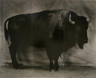 Bison