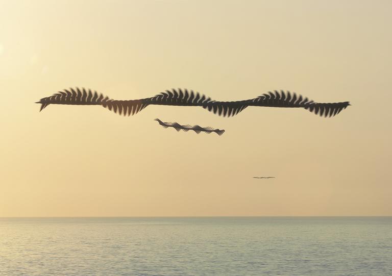 crédit photo : Xavi Bou, Ornithography #34, 2015 — 2019