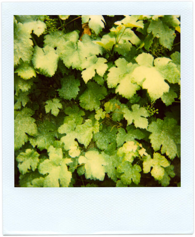 Catalogue raisonné, Henri Foucault, Pola-vibrations 1 - 2008