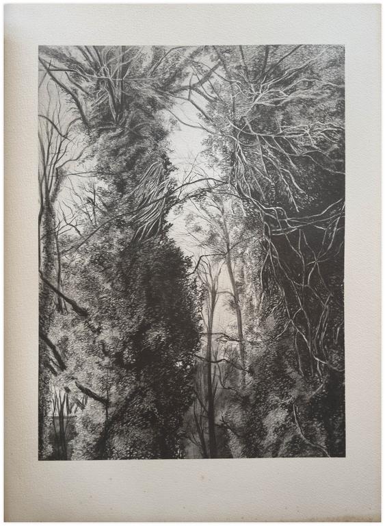 Catalogue raisonné, Claude Grobéty, Arbres et lianes - 1971