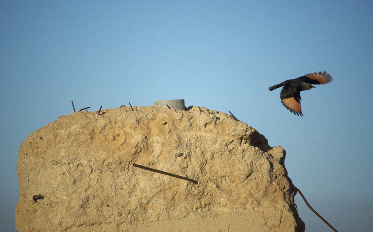 Tristrams Starling on a ruin near the Dead Sea