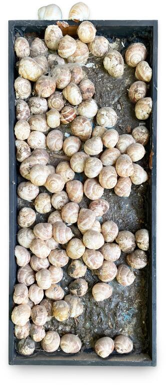 Catalogue raisonné, Claude Gilli, Escargots — 1970
