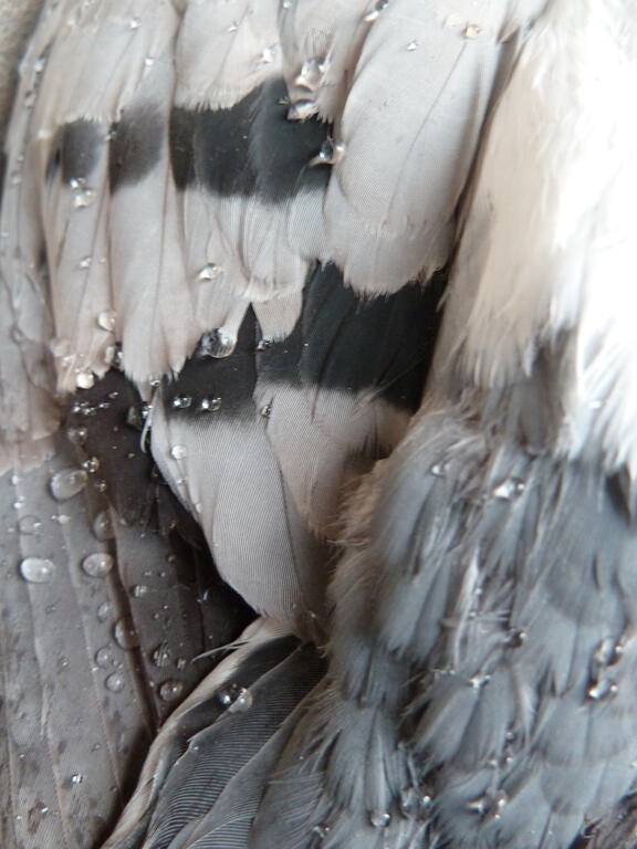 Catalogue raisonné, Daniel Boursin, grey — 2010