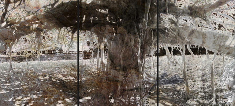 Catalogue raisonné, Daniel Boursin, banyan axis mundi — 2013