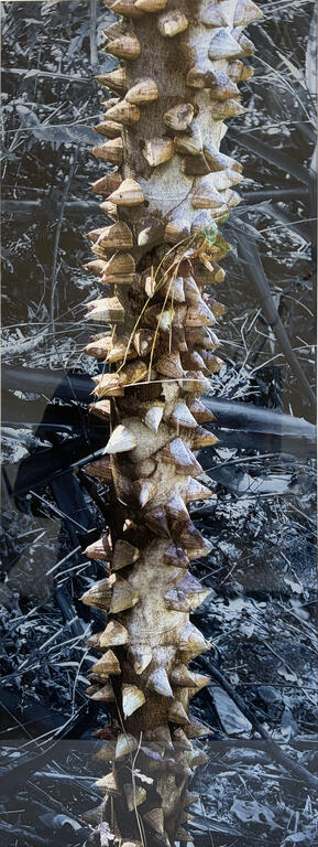 Catalogue raisonné, Daniel Boursin, pochote — 2013