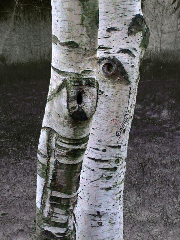 Catalogue raisonné, Daniel Boursin, regard 2 bouleaux — 2009