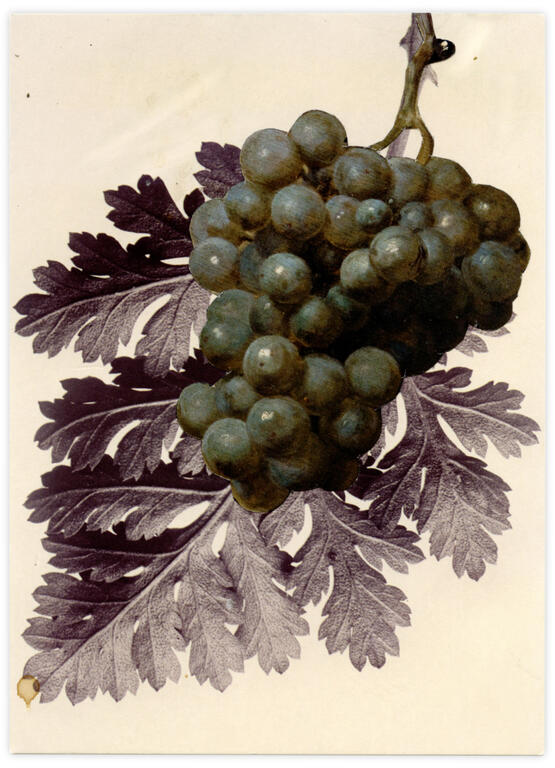 Catalogue raisonné, Henri Foucault, Double jeu, Karl Blossfeldt - 2025