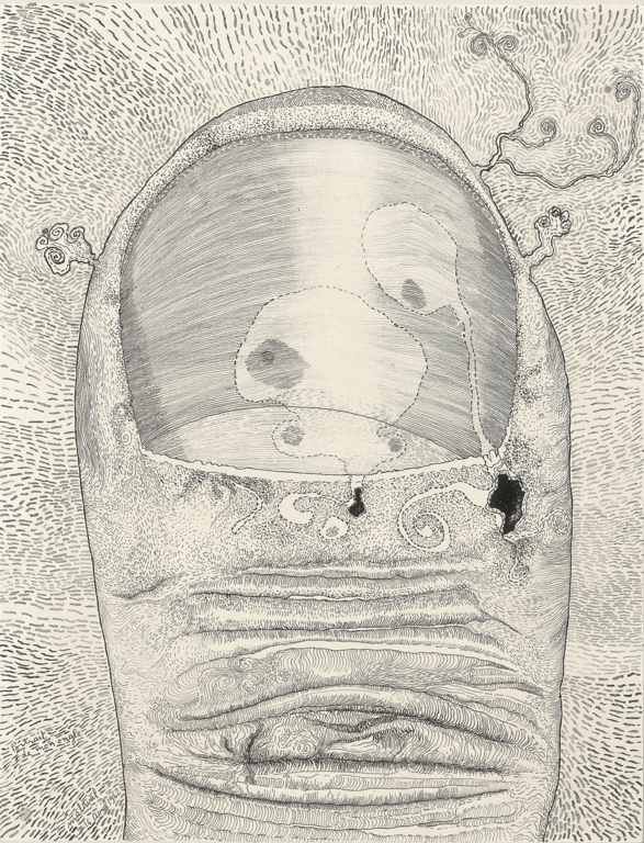 dessin d'un ongle par Robert Malaval