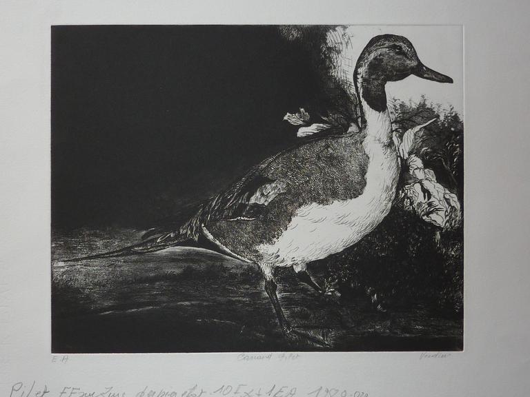 Catalogue raisonné, , Canard pilet, dernier état