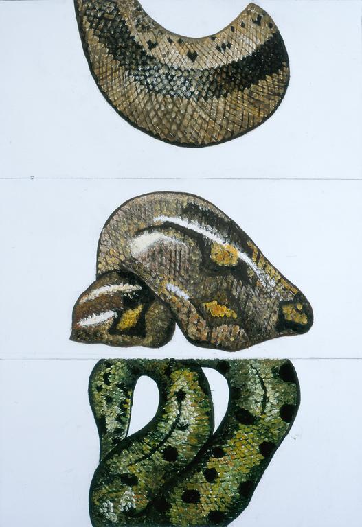 Catalogue raisonné, Etude de serpent